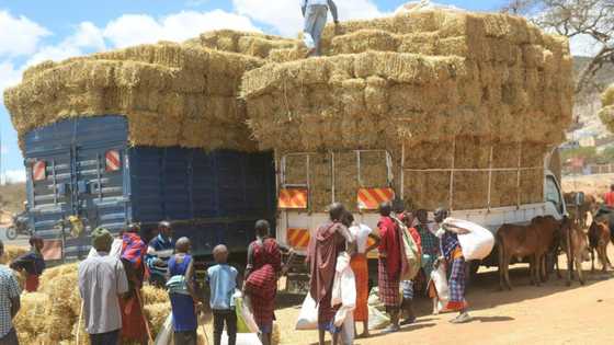 At 'African COP', continent's climate needs may go unmet