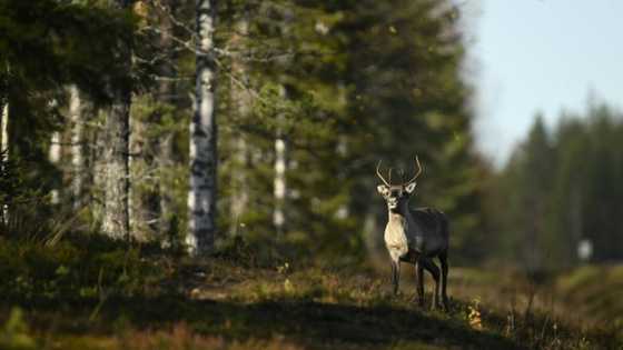 Activists file legal challenge over Finnish climate inaction