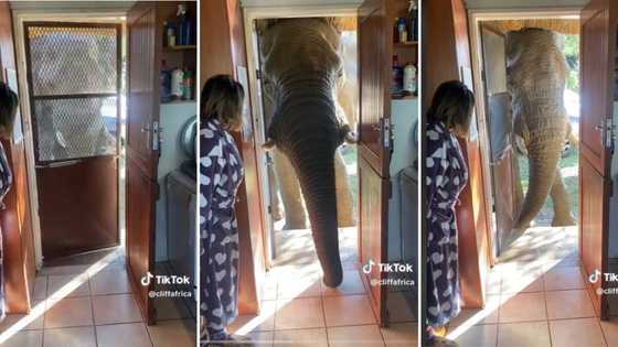 Video of elephant stopping by for breakfast at family's house in the Kruger National Park has Mzansi amazed