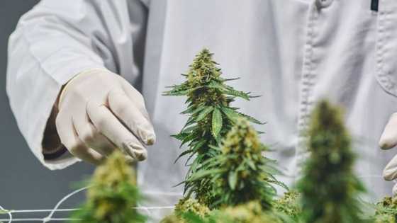 Labat lists on Frankfurt Stock Exchange, R300m in funding for cannabis company