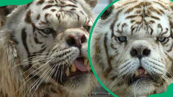 A tiger with Down syndrome? The real story of Kenny the white tiger