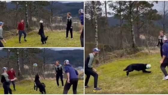 Dog nods and juggles ball in the air as it plays with group of men