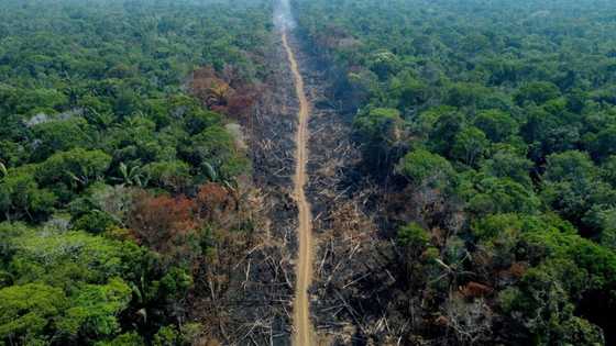 Carrefour still sells beef tied to Brazil deforestation: NGO