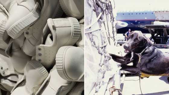 Sars seizes R3m worth of counterfeit shoes from Mozambican border: “Can I have 2 pairs please”, Mzansi jokes