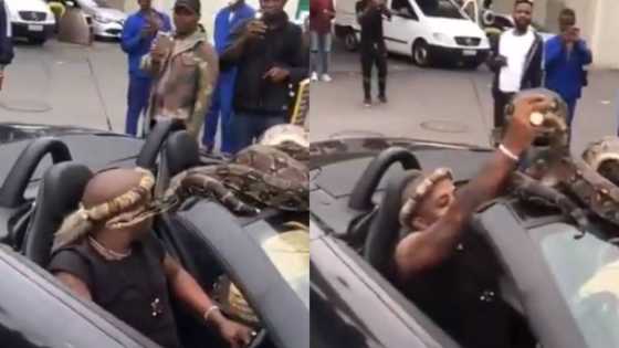 "True madness": Clip of man driving with large snake leaves SA baffled