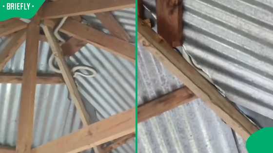 KZN man terrified after finding black mamba hanging in his home in viral TikTok video
