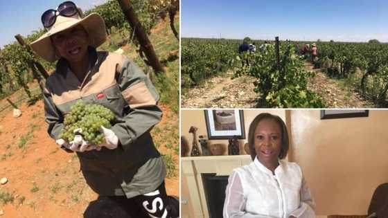 Female farmer takes neglected vineyard, makes it successful business