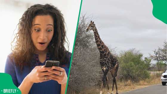 "Looks like Gucci designer": Giraffe with unusual patterns has SA buzzing after Kruger sighting