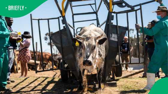 North West administers 86% of FMD vaccines amid rising livestock concerns