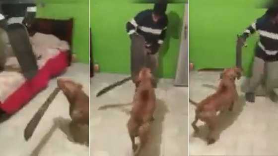 Pit bull attacks man with panga, video of dog's vicious display has SA speechless