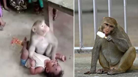 Monkey's unbreakable watch over baby in viral TikTok video surprises viewers