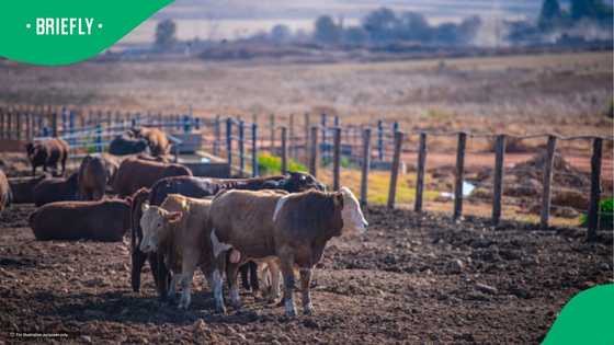 Young Free State farmer Itumeleng Lengana killed after confrontation over livestock