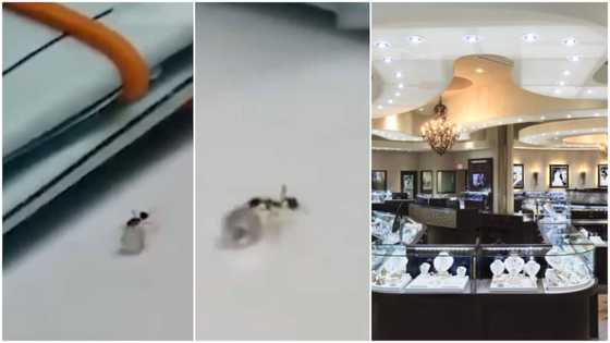 Moment ant 'sneaks' into jewellery shop, drags off expensive diamond, attempts to take it away in viral video