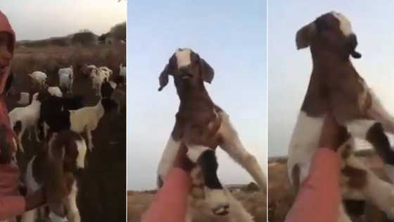 "Lmao": Video of boy reenacting 'The Lion King' has Mzansi cracking up