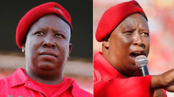 Reactions: EFF CIC Julius Malema applauds landmark Zuma, ConCourt decision
