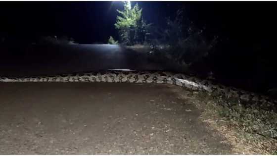 'Wild' video of gigantic python crossing road during strange hours at night causes stir; peeps react