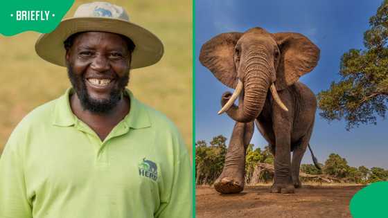 Elephant gored carer to death in Hoedspruit, South Africans mourn
