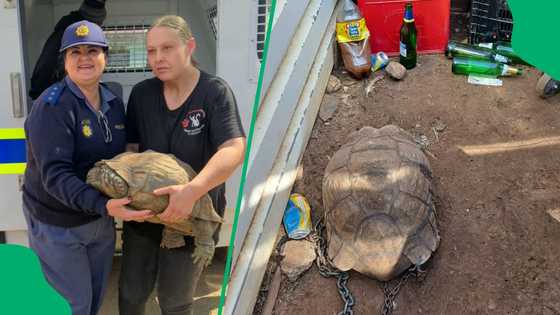 "Chained to the ground": Endangered tortoise rescued by SAPS from illegal shebeen in Klerksdorp