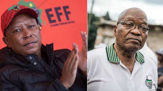 “I didn’t go there to beg Zuma": Malema explains the infamous 'tea party' with Zuma, Mzansi not convinced