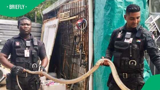 2 RUSA officers find black mamba over 3 meters long at KZN Home, 5 photos scare South Africa