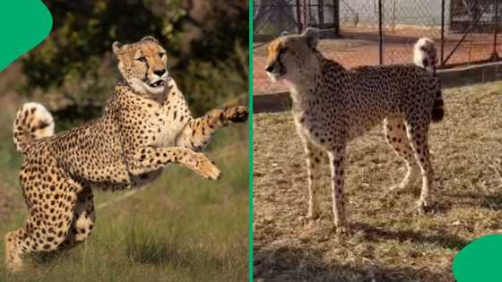 "Deeply moved": Bela Bela conservation site says goodbye to Faith, cheetah that survived meningitis