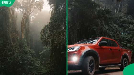 “This is breathtaking”: Mzansi stunned by Instagram video of secret Limpopo jungle