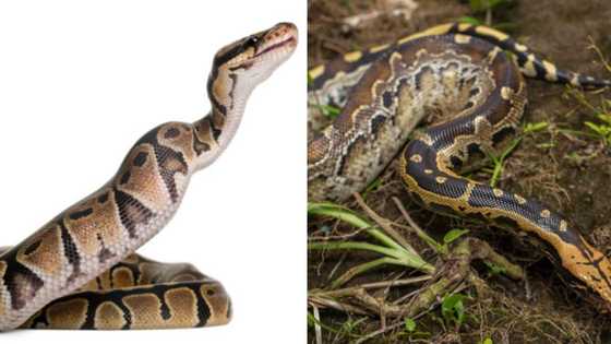 Body of 54-year-old missing woman found inside 7-meter-long python after it swallowed her whole