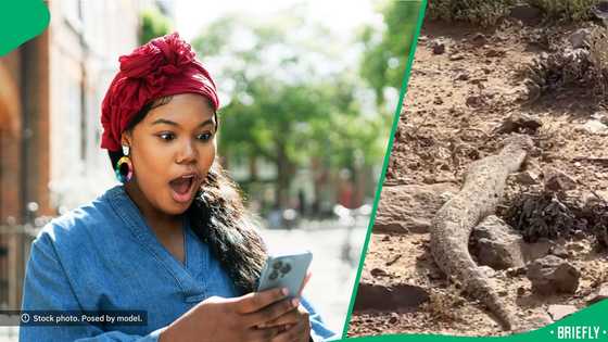 "One bite, and it's game over": Most liked snake of 2025 gives SA the chills