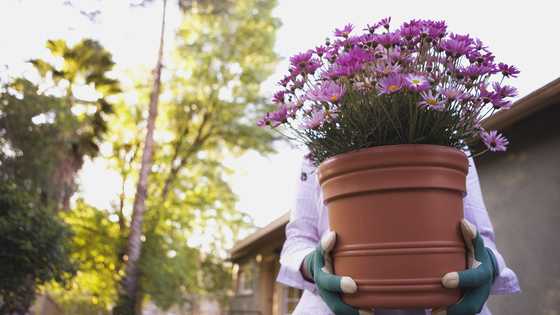 I accidentally broke my boss's potted plant – The object hidden in the soil made my heart race