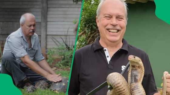 "Enough to mess up your day": Pretoria gent shares scary black mamba rescue operation