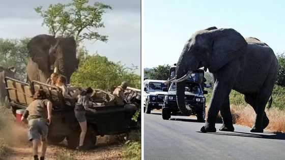 3 Times elephants took matters into their tusks and damaged cars, and 5 tips to drive safely in a national park