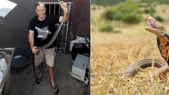 Close call: Snake rescuer Nick Evans saves woman from venomous snake, Mzansi praises him