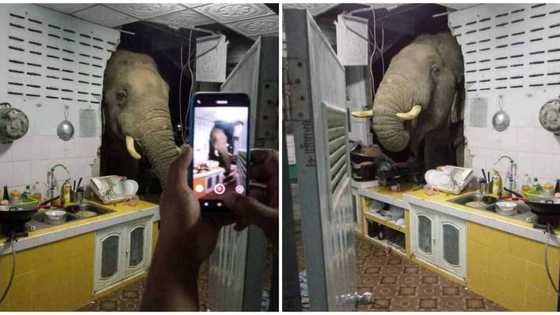 Huge Surprise as Elephant Breaks into Woman's Home in Search of Food, Social Media Reacts