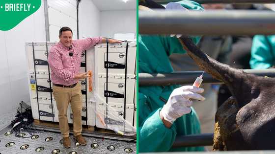 South Africa receives 1 million foot-and-mouth disease vaccines from Argentina, South Africans react