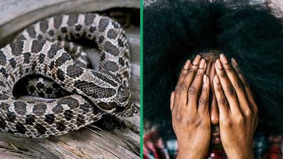 Woman terrified upon spotting puff adder on the road in viral TikTok video, Mzansi cracks jokes