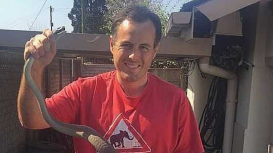 4 Deadly snakes on 1 road in Durban suburb leaves Nick Evans with a humorous tale but 0 rescues