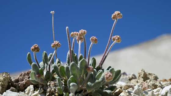 Flower or power? Campaigners fear lithium mine could kill rare plant