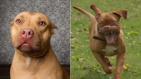 Pit bull leaps out of window after mistaking owner for intruder, hilarious video goes viral as netizens shame dog: "Worst guard dog ever"