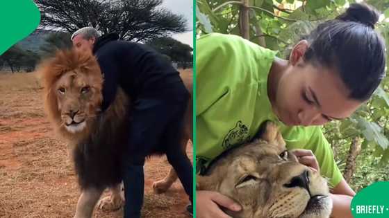 "Animals are amazing": Heartwarming lion reunions with rescuers spark emotional reactions
