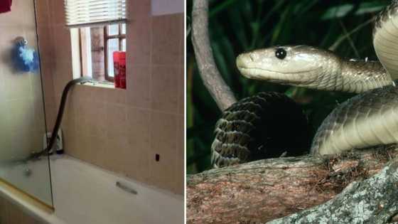 Durban couple gets surprise visit when black mamba crawls through their window