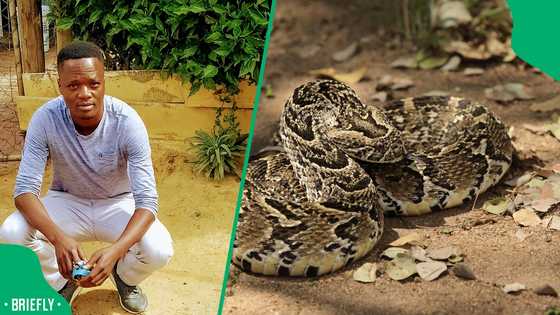 “Just playing with it”: Gent plays with highly venomous puff adder