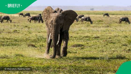 Elephant charges at boat full of tourists and catches them while protecting calves in TikTok video