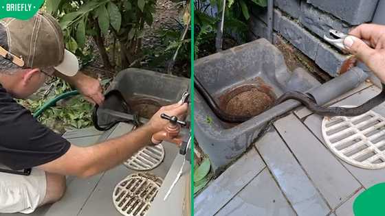 “She looks thin though”: Black mamba rescued from drain after hosepipe trick by KZN snake catcher