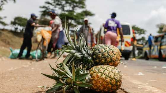 Del Monte guards in Kenya accused of beatings, rapes, killings