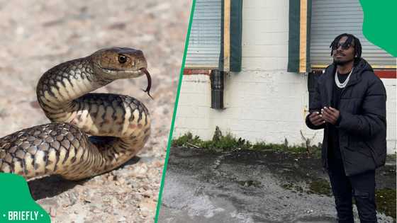 "This is bad": American woman wakes up to big snake in her bed after her boyfriend's shocking prank