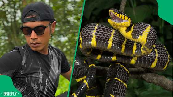 "Bro, are you okay?": Man gets bit by venomous snake in the neck, video goes viral