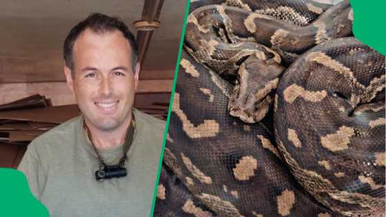 3m python gets stuck, KZN snake catcher Nick Evans shows Christmas Day adventure in pics