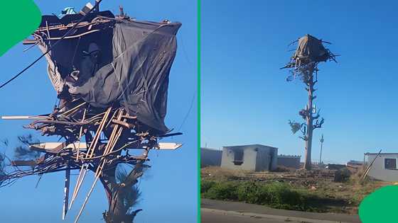 "He's between heaven and earth": Man builds and lives in a house at the top of a tree, SA stunned