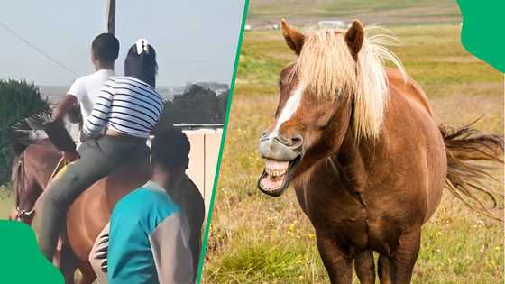 "Limited edition Ferrari": Internet cracks jokes seeing couple ride horse in Malmesbury