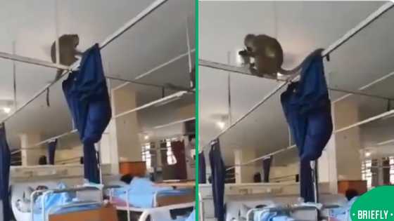 Wild surprise: Patients stunned as monkeys allegedly crash Limpopo Hospital ward